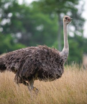 Ostrich on the Savanna