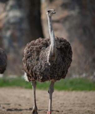 OStrich in the Watering Hole