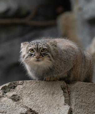 Pallas' cat