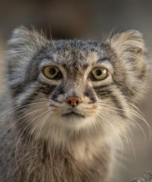 Pallas' cat