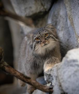 Pallas' cat