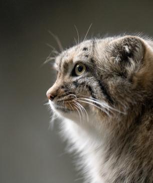 Pallas' cat