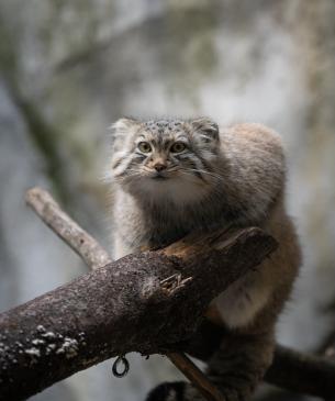 Pallas' cat