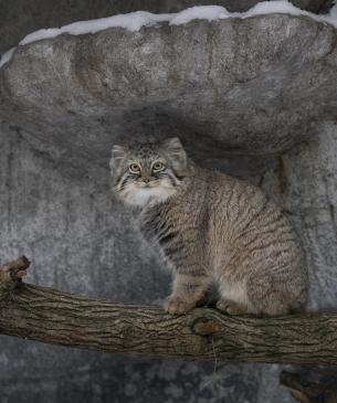 Pallas' cat on a rocky ledge