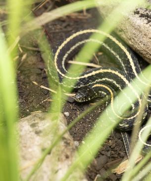 Adult Plains gartersnake in habitat