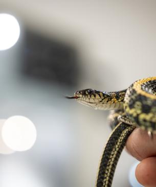 Plains gartersnake at OCWC