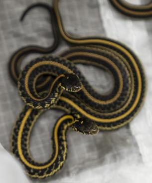 Juvenile gartersnakes ready for release