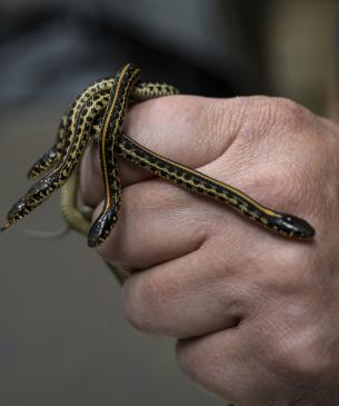 Neonates (baby) gartersnakes born at the Zoo