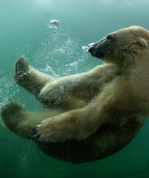 Polar bear underwater