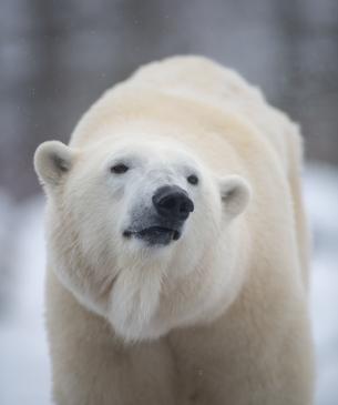 Polar bear