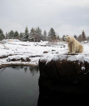 Polar bear sitting on a rock