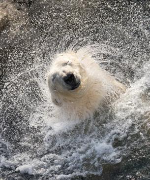 Polar bear shaking water off