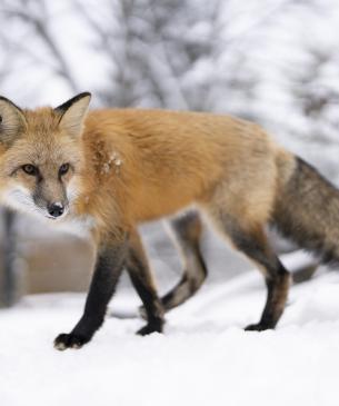 Red fox in the snow