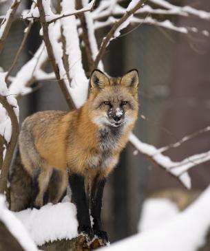 Red fox with snow on his nose