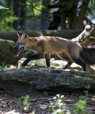 Red fox climbing over a log
