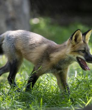Red fox running