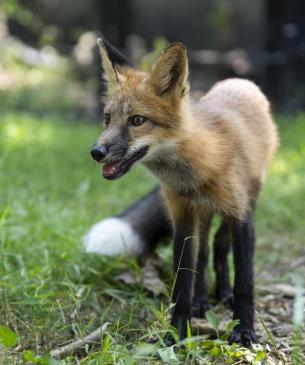 Red fox