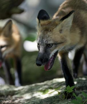 Two red foxes in the shade