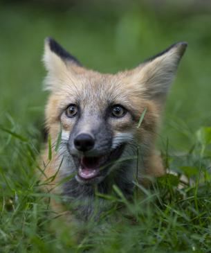 A red fox lying in the grass