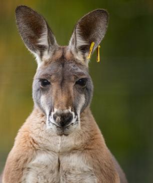 Red kangaroo face