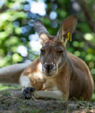 Red kangaroo resting