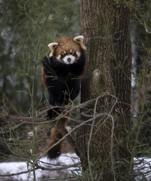 Red panda climbing