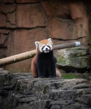 Red panda on rock