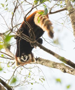 Red panda looking down from a tree