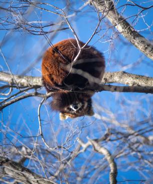 Red panda curled up in a tree