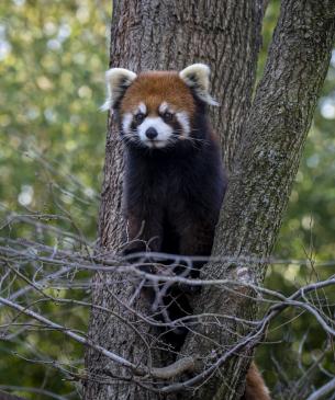 Red panda, Kora, climbing