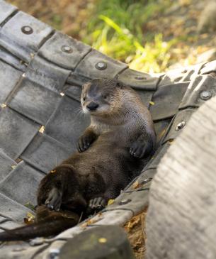 River otter lounging in fire hose enrichment