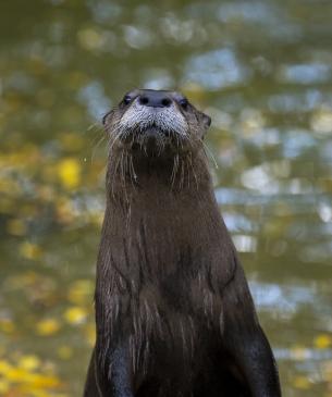 Otter emerging from the water
