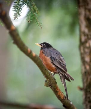 American Robin