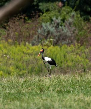 Saddle-billed stork on savanna at Heart of Africa