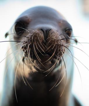 Female sea lion vibrissa