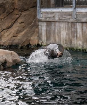 Female sea lion porpoising out of the water