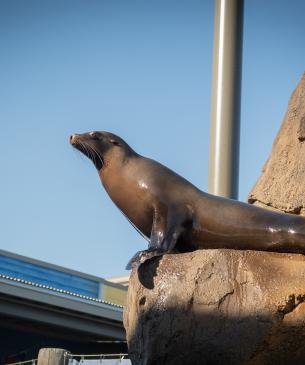 Female sea lion on a rock