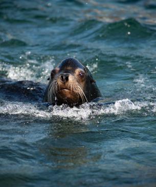Male sea lion swimming