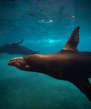 Female sea lion swimming underwater