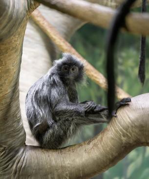 Adult langur in the tree