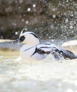 Smew duck