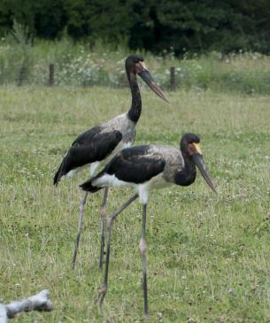 Two saddle-billed storks at Columbus Zoo