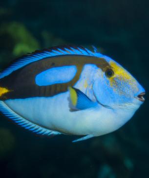 Surgeonfish