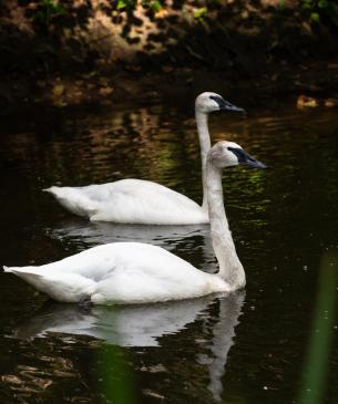 Pair of swans