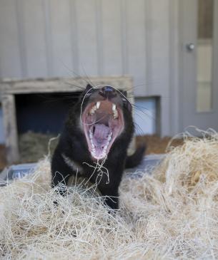 Tasmanian devil yawning