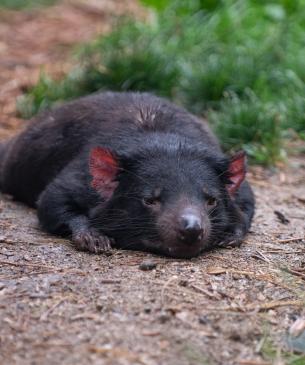 Tasmanian devil lying down