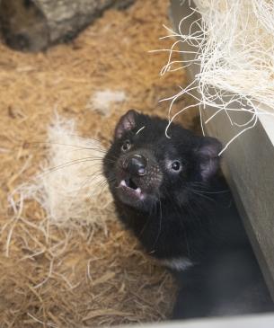 Tasmanian devil inside