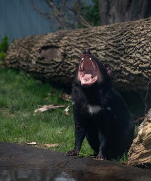 Tasmanian devil yawning 