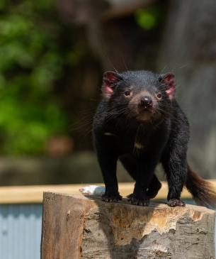 Tasmanian devil on top of a log