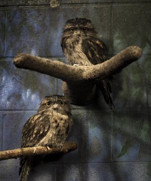 Tawny frogmouth